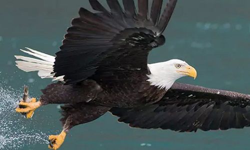 Alaska - Homer- Eagle - Wildlife, animals, cruisetour