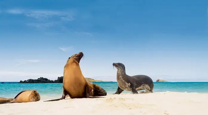 Sea Lions, Galapagos Islands Expedition Cruise, wildlife